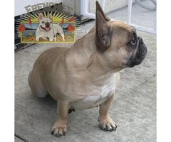 Beautiful Frenchies available - 2
