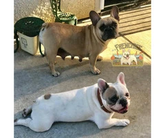 Beautiful Frenchies available - 3