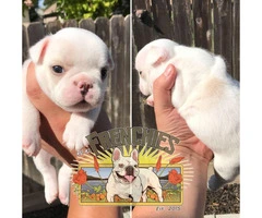 Beautiful Frenchies available - 6