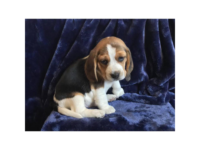 5 pure bred beagle puppies in San Diego, California ...