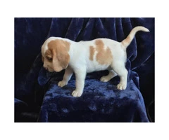 5 pure bred beagle puppies - 2
