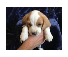 5 pure bred beagle puppies - 3