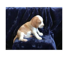 5 pure bred beagle puppies - 4