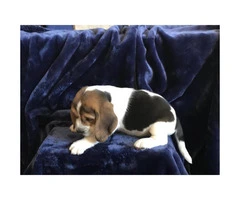 5 pure bred beagle puppies - 5