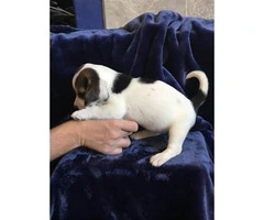 5 pure bred beagle puppies - 6