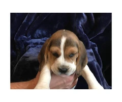 5 pure bred beagle puppies - 7