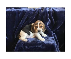 5 pure bred beagle puppies - 8