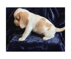 5 pure bred beagle puppies - 9