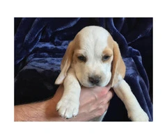 5 pure bred beagle puppies - 10