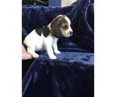 5 pure bred beagle puppies - 11