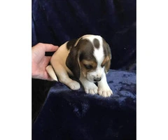 5 pure bred beagle puppies - 12