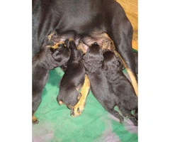 5 Rottweiler puppies ready to go