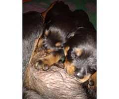 5 Rottweiler puppies ready to go - 2