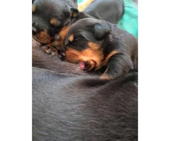 5 Rottweiler puppies ready to go - 3