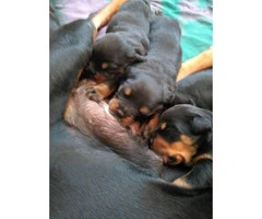 5 Rottweiler puppies ready to go - 4