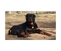 AKC registered German Rottweiler puppies 3 males left - 2