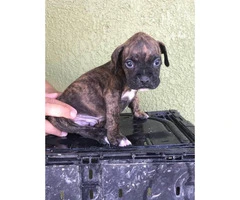 Two males Boxer Puppies available for rehoming