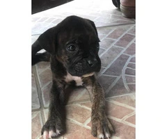 Two males Boxer Puppies available for rehoming - 2
