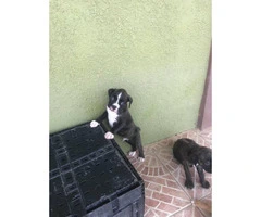 Two males Boxer Puppies available for rehoming - 3