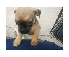 Male puppies Pugs for sale