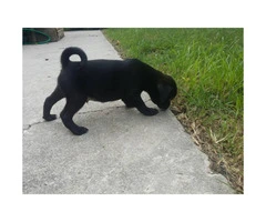 Male puppies Pugs for sale - 2