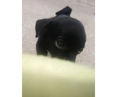 Male puppies Pugs for sale - 3
