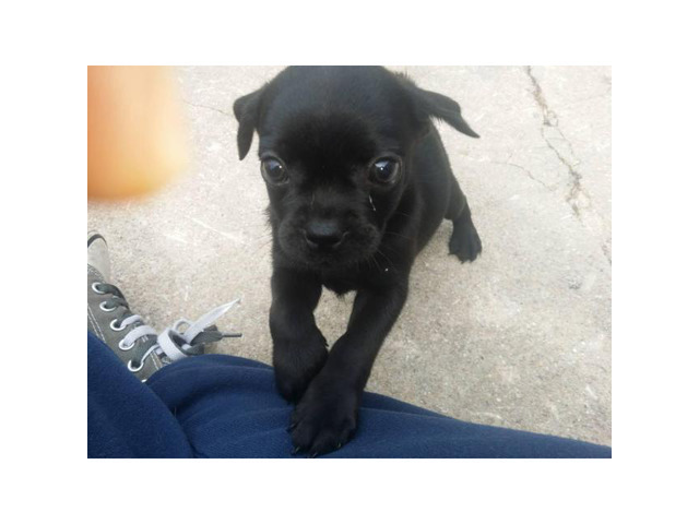 Male puppies Pugs for sale Lancaster - Puppies for Sale Near Me