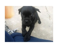 Male puppies Pugs for sale - 4