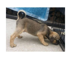Male puppies Pugs for sale - 5