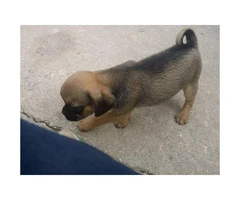 Male puppies Pugs for sale - 6