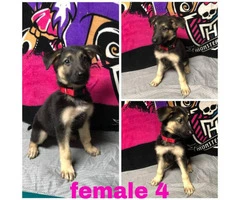 4 Female German Shepherd puppies available