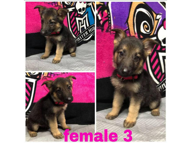 4 Female German Shepherd puppies available Philadelphia - Puppies for