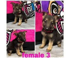 4 Female German Shepherd puppies available - 2