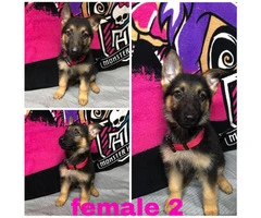 4 Female German Shepherd puppies available - 3