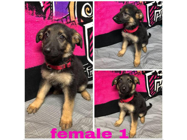 4 Female German Shepherd puppies available Philadelphia - Puppies for ...