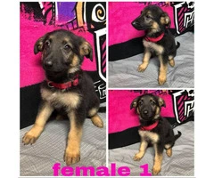 4 Female German Shepherd puppies available - 4