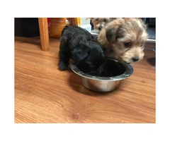2 Yorkiepoo Puppies for Sale - 2