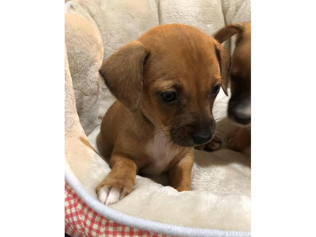 Mini Dachshund Chihuahua Puppies 2 females available in