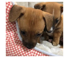 Mini Dachshund Chihuahua Puppies  2 females available - 2