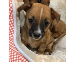 Mini Dachshund Chihuahua Puppies  2 females available - 4