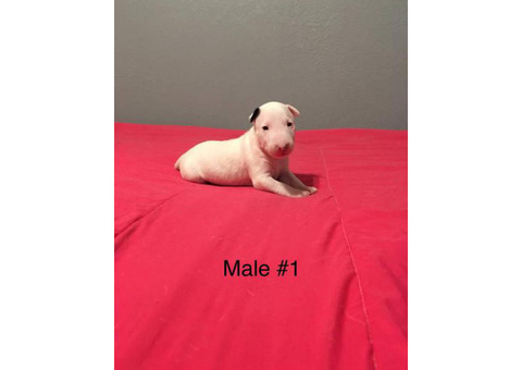 3 male with 1 female and AKC Standard English Bull Terrier puppies