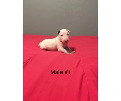 3 male with 1 female and AKC Standard English Bull Terrier puppies - 1