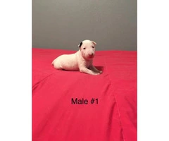 3 male with 1 female and AKC Standard English Bull Terrier puppies - 2