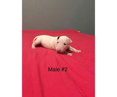 3 male with 1 female and AKC Standard English Bull Terrier puppies - 3