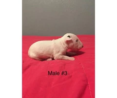 3 male with 1 female and AKC Standard English Bull Terrier puppies - 4