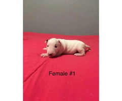 3 male with 1 female and AKC Standard English Bull Terrier puppies - 5