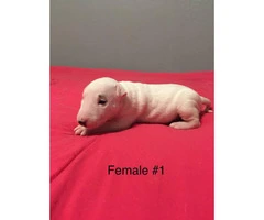 3 male with 1 female and AKC Standard English Bull Terrier puppies - 6