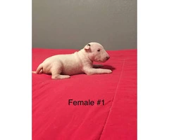 3 male with 1 female and AKC Standard English Bull Terrier puppies - 7