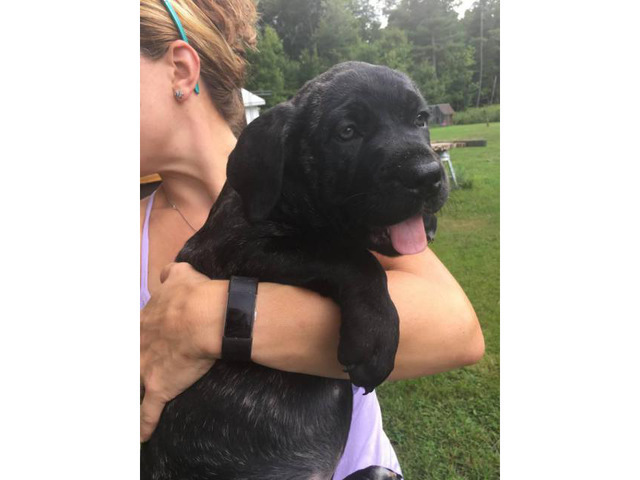Family raised Cane corso puppies Syracuse - Puppies for Sale Near Me