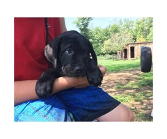 Family raised Cane corso puppies - 4
